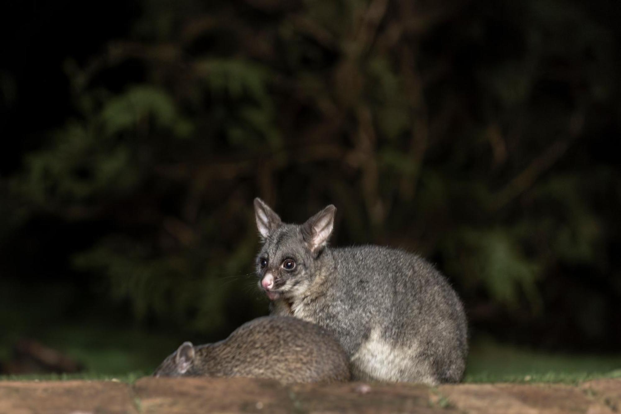 Yelverton Brook Conservation Sanctuary Metricup ภายนอก รูปภาพ