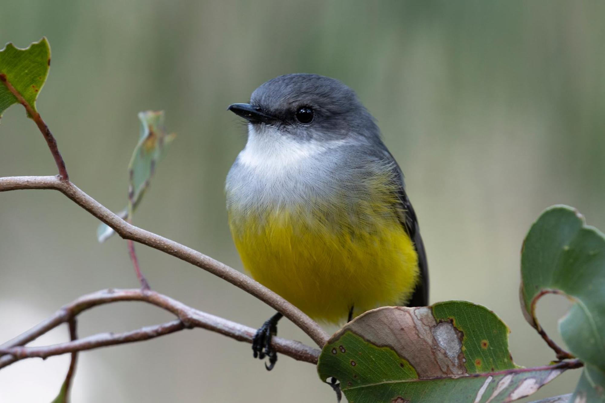 Yelverton Brook Conservation Sanctuary Metricup ภายนอก รูปภาพ