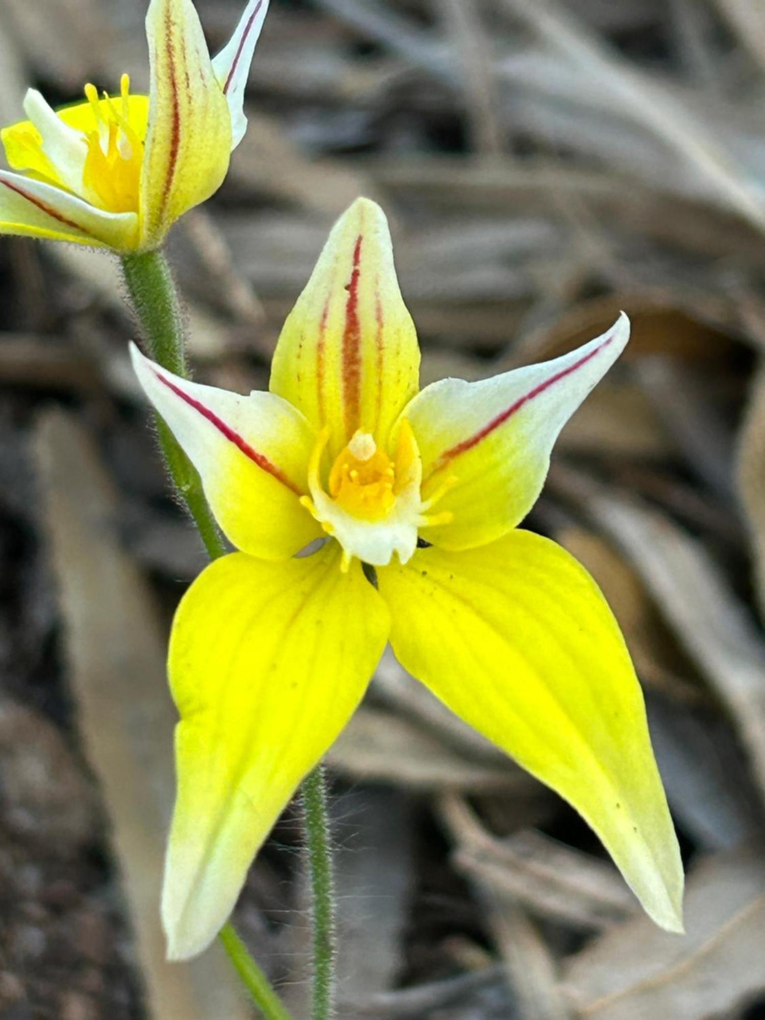 Yelverton Brook Conservation Sanctuary Metricup ภายนอก รูปภาพ